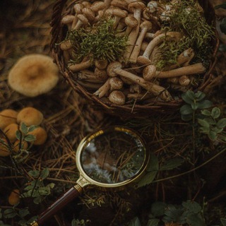 ЧТО ЗА ГРИБ.