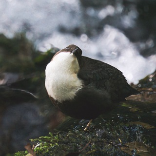 Радио «Водяной дрозд»