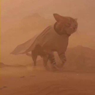 Кино и Котики