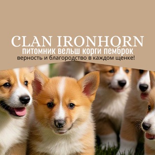 Питомник 🐶CLAN IRONHORN🐶 corgi🐶корги🐶
