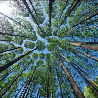 Субботники и посадки