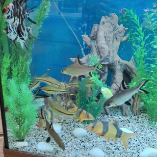 ОБСЛУЖИВАНИЕ АКВАРИУМОВ