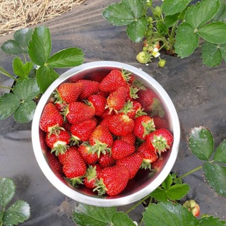 Клубника.Выращивание в Сибири🍓🍓🍓