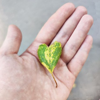 Солнце и мёд ✨