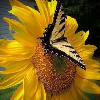 Мир цветных красок🦋💥🦋