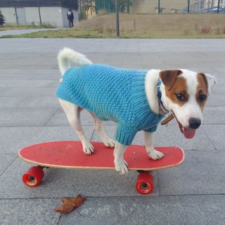 J.Cooper Ошейники от Купера 🐶