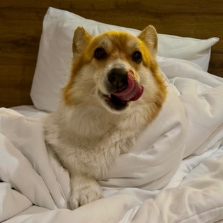 коржик Ваня 🐾