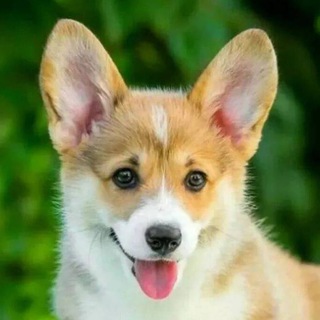 Корги