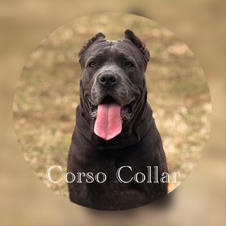 Corso Collar/ Амуниция для собак