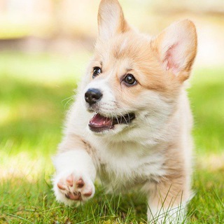 Умилительный корги