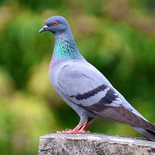 CosmoGolub | MetroGolub