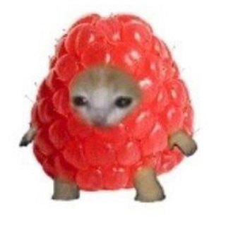 Котики Онлайн