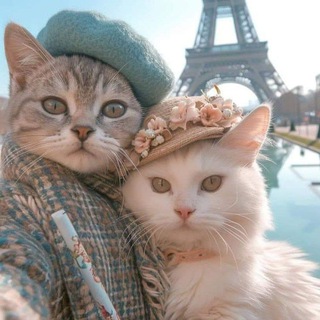 💓 𝚔𝚘𝚝𝚝𝚒𝚎 𝙲𝙰𝚃&𝙙𝙤𝙜🐶