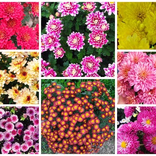 Хризантема Crazy Flower Family