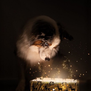 ɪsʟᴀ ᴅᴇ ᴘᴇʀʀᴏs