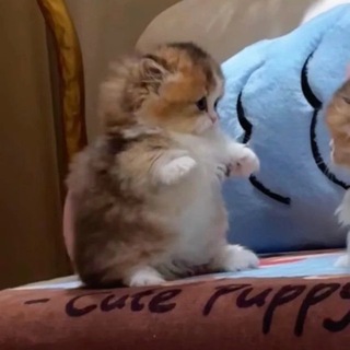 Розыгрыши на грани кризиса (MangaBuff)