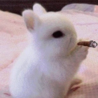 mewwie