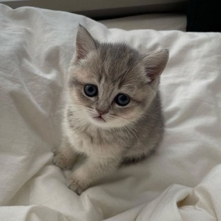 Батон эволюционирует