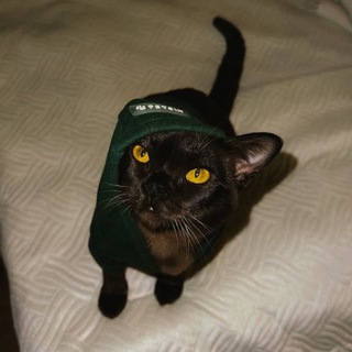 Дневник лудомана🐈‍⬛