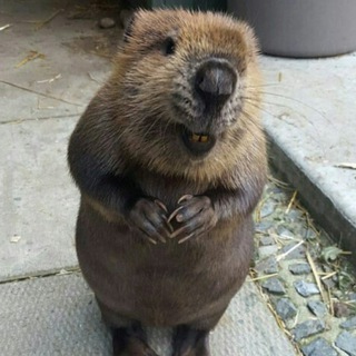 Крипто-Бобр | Diary 📈