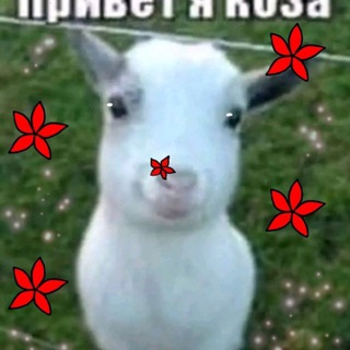 полина камневедова