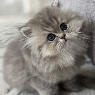 Пушистая Сладость