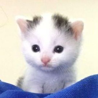 милые котики 💗