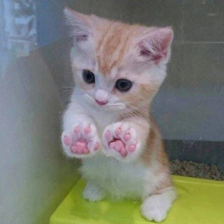 Милые Гифки🥰