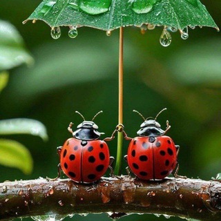 Цветочная кухня