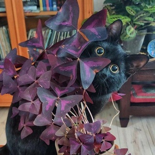 Цветущий дворик