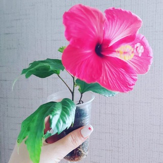 Тихорецк.Комнатные цветы