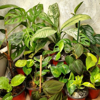 Цветочная феерия