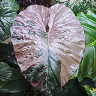 Цветочная эклектика