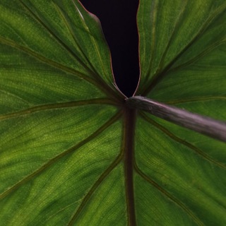 🌱ЦветонутаЯ🌱