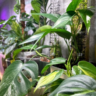 Цветочная полка🪴| life