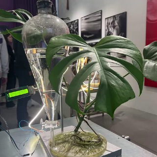 Цветополох