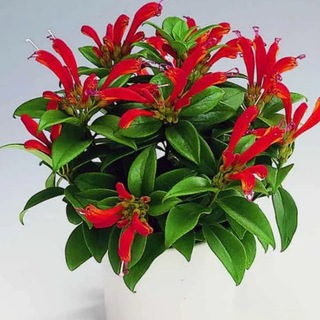 Цветоводка