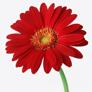 Цветы Галины Власовой🪴