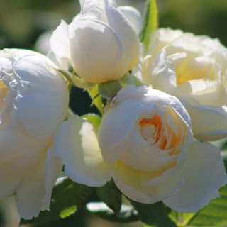 Красивые цветы фото, картинки, букеты, розы