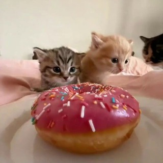 donut