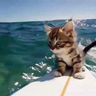 домик сырка🎀