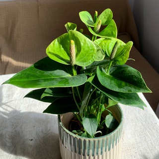 dabotanika комнатные растения