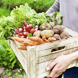 Дача и огород