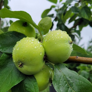 Дачный блог