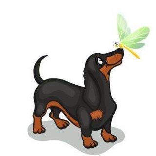 Питомник такс. Щенки таксы.