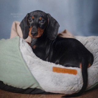 Таксы dachshund щенки 🐶