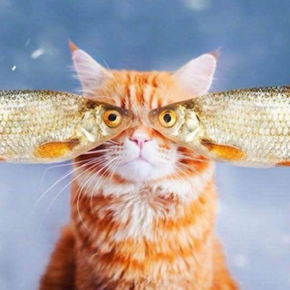 Дайте рыбов!