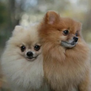 [ ПЕРЕЕЗД ] Ⲇⲁⲛⲇⲩ'ⲋ ⲱⲟʀⳑⲇ ⳋⲁⲙⲉⲋ☘️