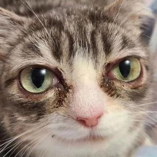 да прост мемы