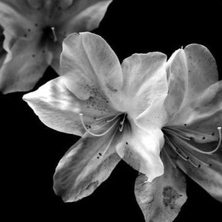 𝒟𝒶𝓇𝓀 𝑀𝒶𝓃𝒾𝒻𝑒𝓈𝓉 🩶